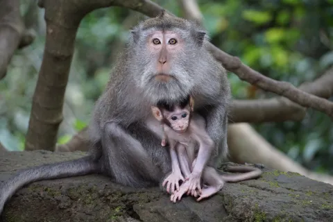 Espagne, Portugal, Canada, Etats-Unis, et toujours Royaume-Uni, la variole du singe se propage… 