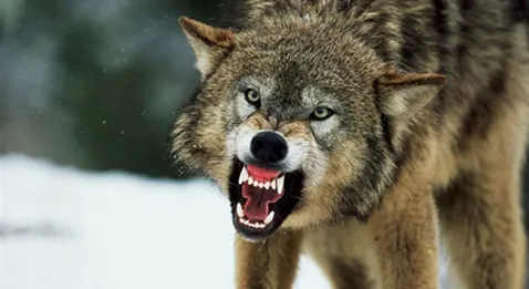 Médecine gé : les enseignants se rebiffent 