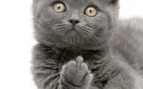 L’étude du Lancet est une « une espèce de fantaisie complètement délirante » pour le Pr Raoult