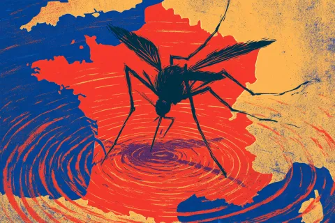 Virus du Nil occidental : les cas explosent en France, les médecins appelés à la vigilance