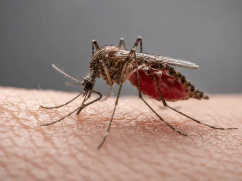 Pourquoi les moustiques piquent-ils davantage certaines personnes que d’autres ?
