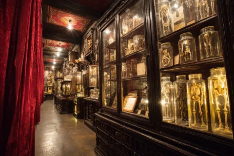 Comment conserver et montrer au public des restes humain ? Au musée de la médecine, l'éthique au cœur des débats