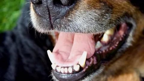 Négos conventionnelles : les dentistes montrent les dents