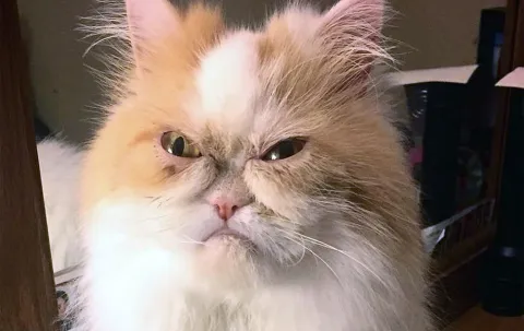 À cheval sur son titre, un médecin vendéen est suspendu 15 jours  