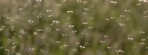 Les cas de paludisme bondissent suite aux catastrophes naturelles au Pakistan et au Malawi, les instances s’inquiètent 
