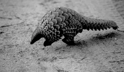 Par mesure de rétorsion, le président Donald Trump autorise la chasse aux pangolins