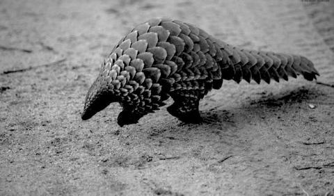 Par mesure de rétorsion, le président Donald Trump autorise la chasse aux pangolins