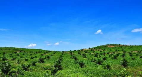 Chut ! Le sénat parle...