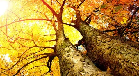 Dans les coulisses de PubMed : le MeSH