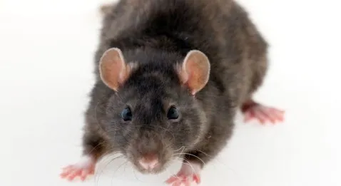 La "revalorisation" de salaire des internes bientôt effective !