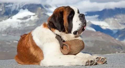 Comment être un bon sauveteur en montagne ?