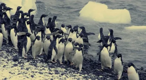Des profondeurs marines aux terres australes