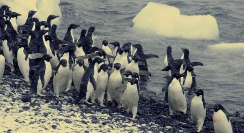 Des profondeurs marines aux terres australes