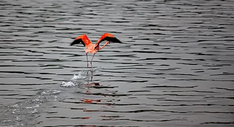PMA : la Ministre de la Santé ne se mouille pas
