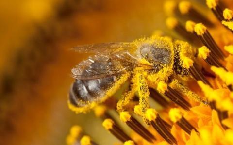 A Rennes, un pollinarium "sentinelle" : "C'est un outil de prévention très intéressant d'un point de vue de santé publique"