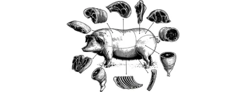 Depuis plus d’un mois, un rein de porc greffé fonctionne sur un humain