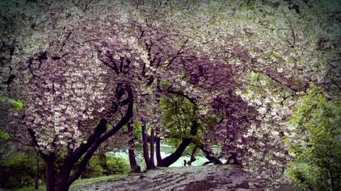 Le bourgeonnement des réseaux sociaux de médecins sur la toile