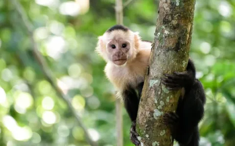 L’Europe se rue sur les vaccins contre la variole du singe
