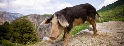 Attention, la peste porcine se répand à un niveau alarmant en Europe