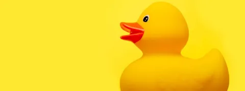 La grippe aviaire frappe l’Ain, 10 600 canards abattus