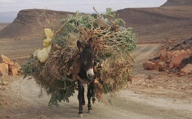 Temps de travail des internes : les États-Unis chargent la mule