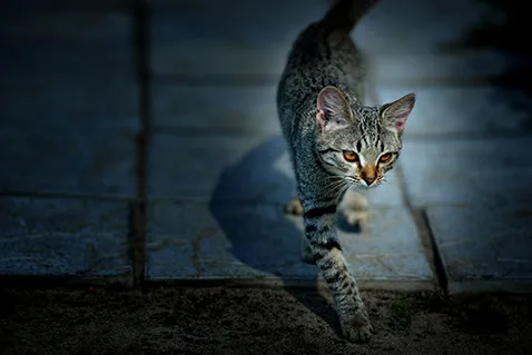 La nuit, tous les troubles mentaux ne sont pas gris