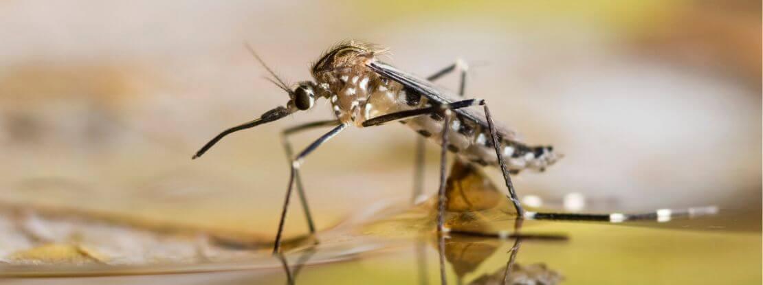 Dengue, zika et chikungunya, les maladies de demain en France 