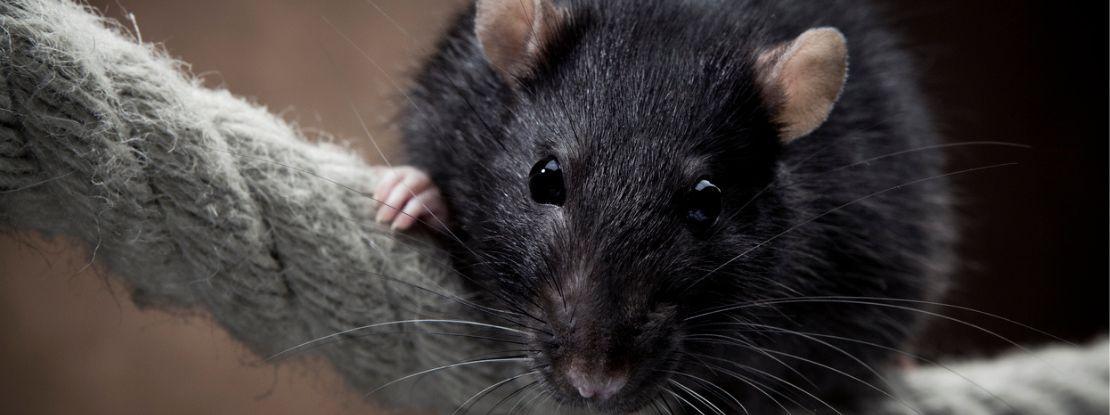 Les cellules cérébrales humaines implantées chez le rat ouvrent la voie à de nouvelles thérapeutiques pour les troubles psychiatriques 