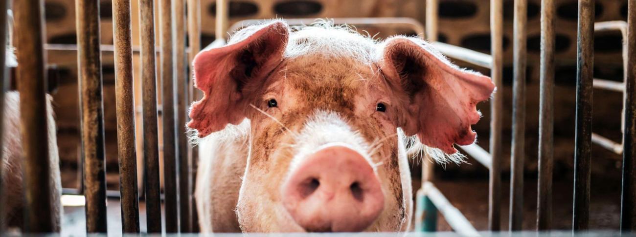 Une première au Royaume-Uni : un cas de grippe porcine chez un humain, c’était bénin