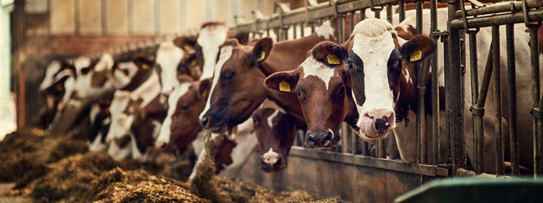 La consommation d’antibiotiques diminue dans les élevages (n’en déplaise à certains)