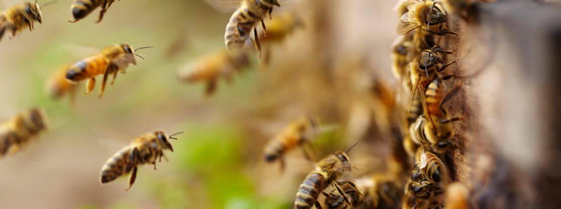 Et si on utilisait les abeilles comme moyen de surveillance de certaines maladies...