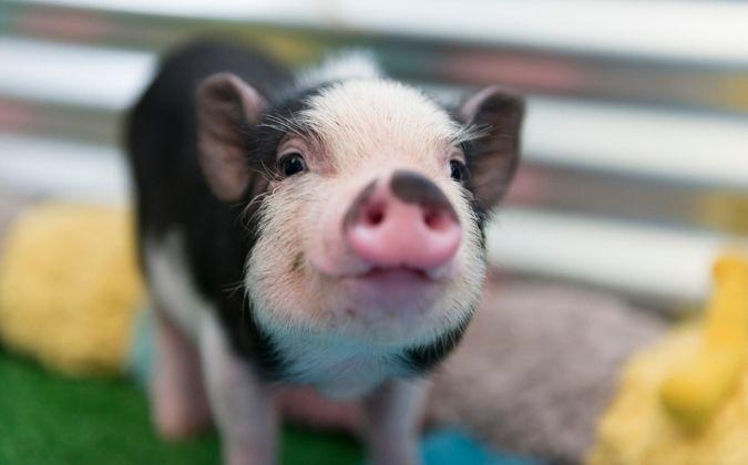 Après balance ton porc, écoute ton porc : un outil pour décoder leurs sentiments