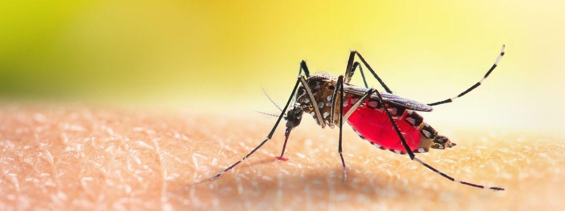 Que faut-il savoir sur la dengue ? 