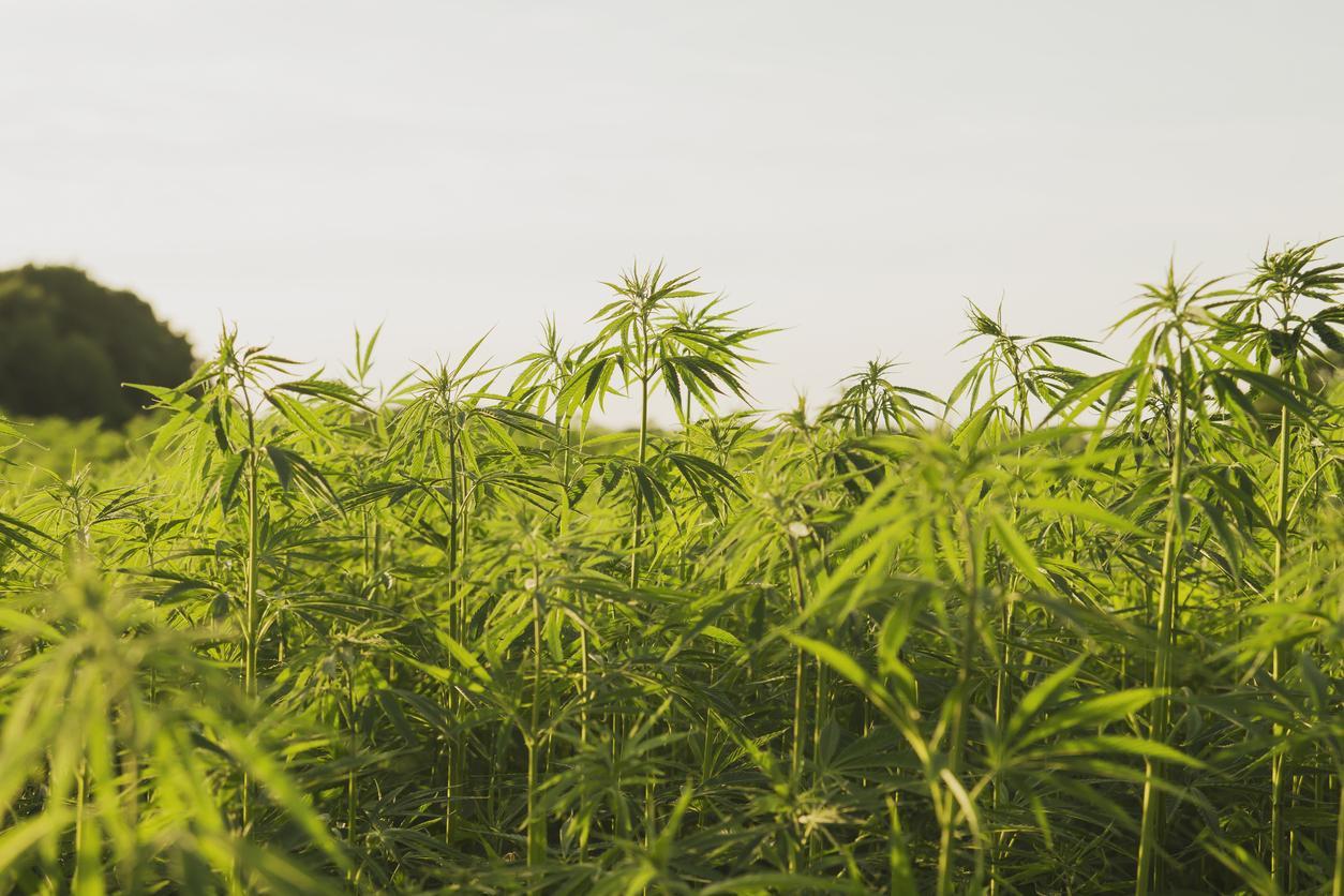 La France envisage enfin de cultiver son propre cannabis thérapeutique