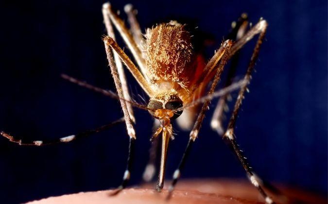 Un espoir pour arrêter le paludisme : le vaccin RTS,S