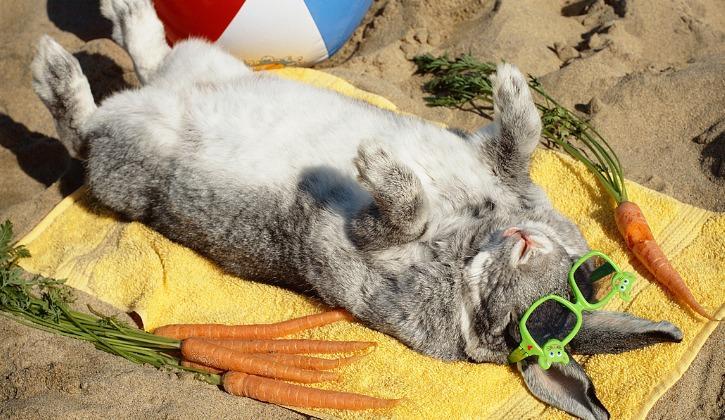 Une pétition demande le droit de facturer les lapins des patients !