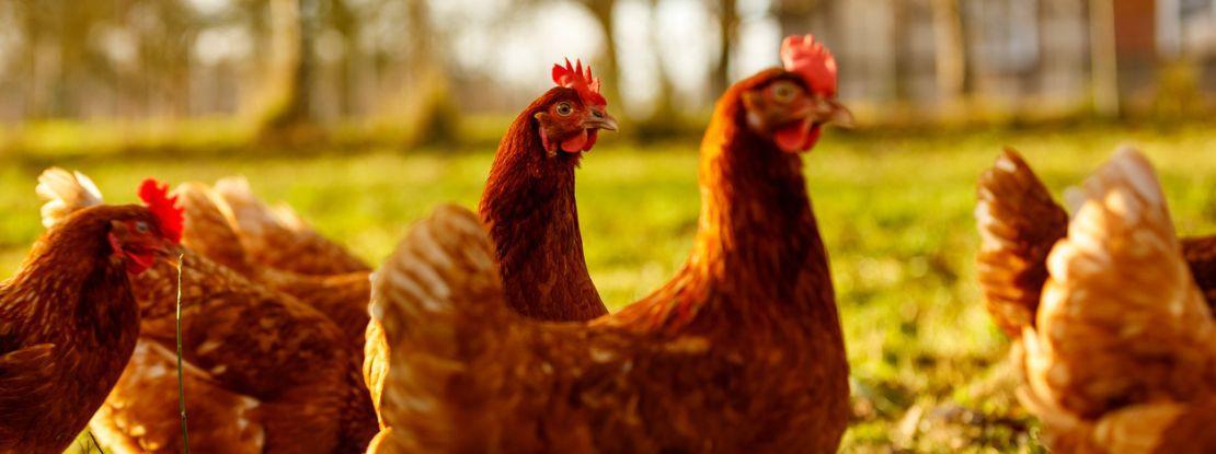 Un Espagnol a contracté la grippe aviaire, une transmission par ses poulets rarissime
