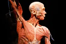 plastination.png